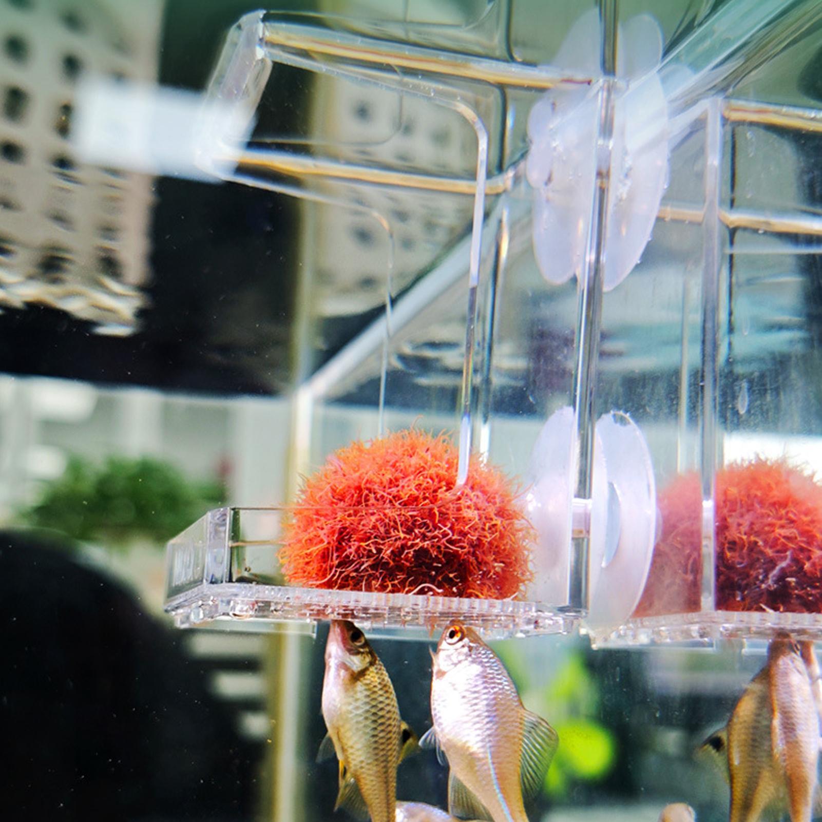 Tetra Fish In Aquarium - Aquarium Feeder Zuignap Aquarium Feeder Tray