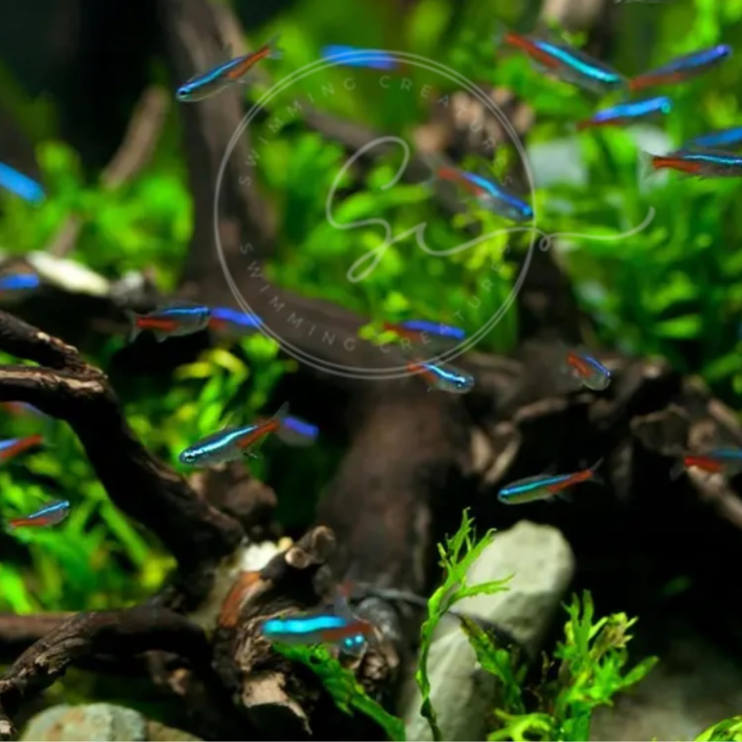 Neon Tetra Paracheirodon Innes - Tetra Fish In Aquarium recensie en prijs