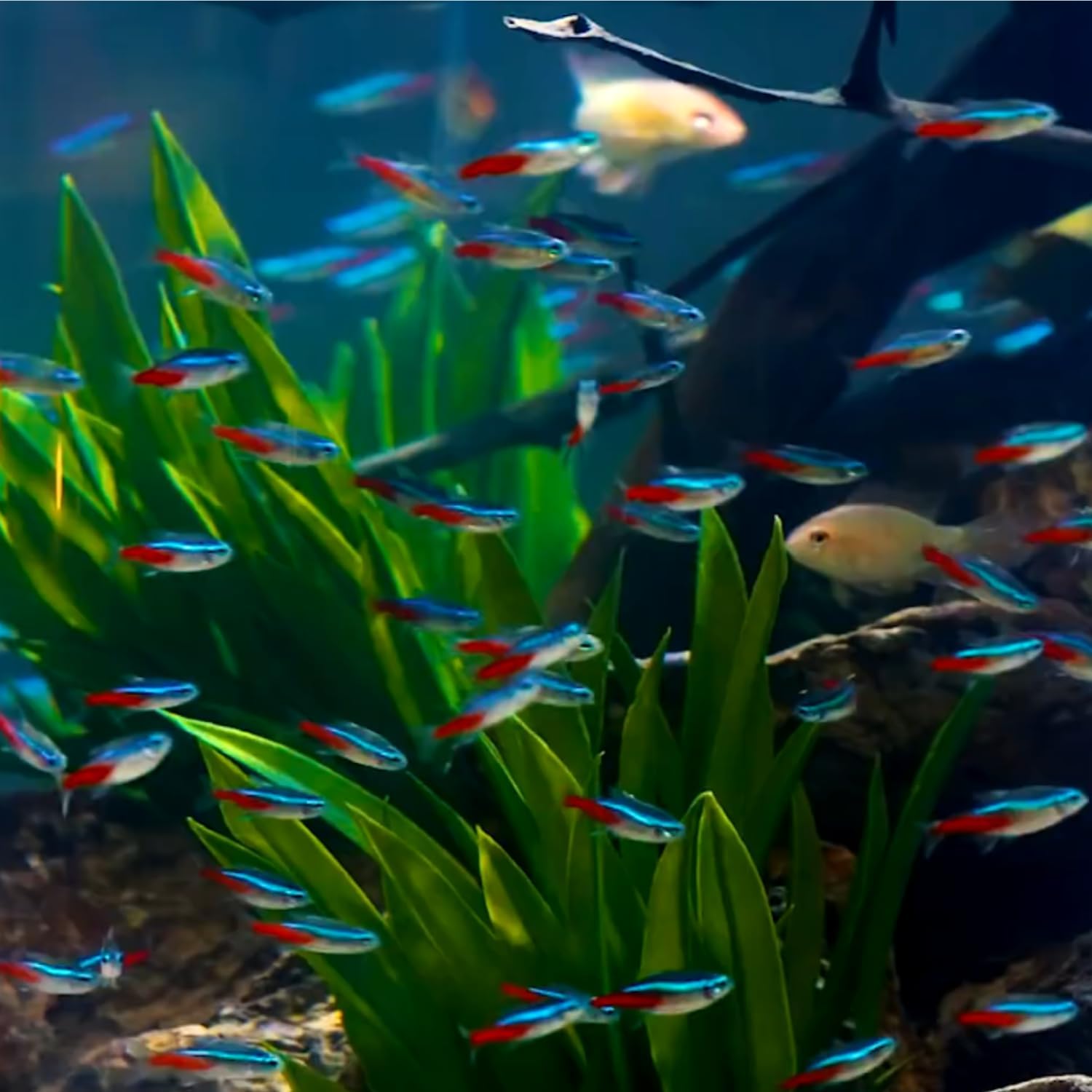 Neon Tetra Paracheirodon Innes - Tetra Fish In Aquarium recensie en prijs